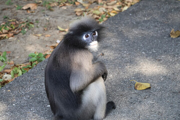 Dusky leaf monkey, spectacled langur close up, wild animals