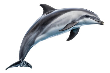 Dolphin jumping in the ocean showcasing agility and grace for marine life projects