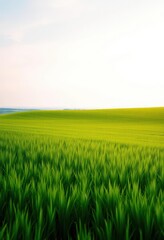 Obraz premium Endless emerald meadow gently sloping to a distant horizon , expanse, grassland, horizon