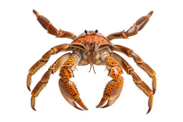 Close-up of a crab showcasing intricate details and vibrant colors for educational and artistic use