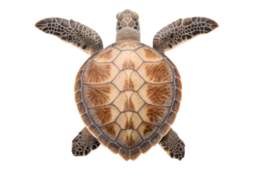 Sea turtle swimming underwater in a marine environment with clear blue water and vibrant marine life