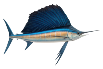 Vibrant sailfish swimming in ocean water showcasing stunning colors and impressive fins for marine life enthusiasts