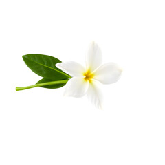 Obraz premium white frangipani flower isolated on transparent background