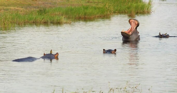 Pod of Hippos in the Kwando river (Hippopotamus amphibius); bull showing territorial behaviour by yawning