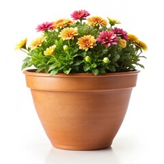 Fototapeta premium flowers in a pot