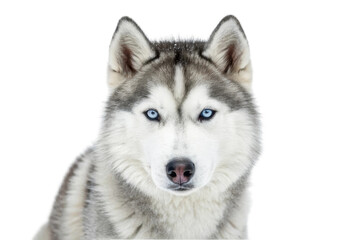Fototapeta premium Majestic Siberian Husky with striking blue eyes surrounded by snow in a winter landscape for pet lovers and animal enthusiasts