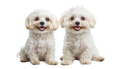 Two adorable white fluffy puppies sitting together, isolated on transparent background