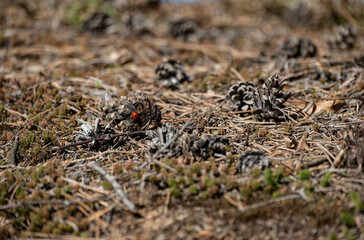 red ladybug on pine cone
