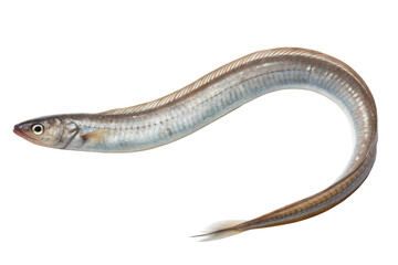 Obraz premium Unique eel species swimming gracefully through clear waters highlighting marine biodiversity and mesmerizing aquatic life