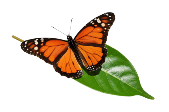 Monarch butterfly on green leaf with spread wings png isolated on transparent background