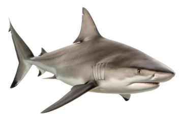 Shark swimming in clear water showcasing aquatic elegance and powerful presence for marine awareness campaigns