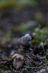 Geastrum quadrifidum, commonly known as the rayed earthstar or four-footed earthstar, is an inedible species of mushroom belonging to the genus Geastrum, or earthstar fungi.