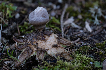 Geastrum quadrifidum, commonly known as the rayed earthstar or four-footed earthstar, is an inedible species of mushroom belonging to the genus Geastrum, or earthstar fungi.
