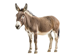 Fototapeta premium Donkey standing proudly in a natural pose for education and art on a transparent background, cut out