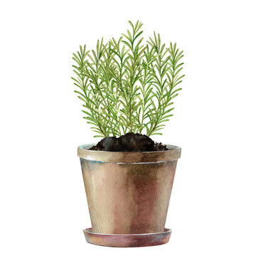 recommend clip art: Fresh green rosemary sprigs growing in brown pot hand drawn watercolor illustration isolated on white background. Culinary herbs colorful clipart for eco, garden, harvest design, hobby and houseplants