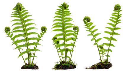 Three young ferns with fiddleheads png isolated on transparent background