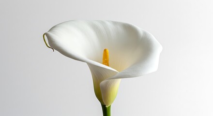 Soft Light, White Bloom AI Generated