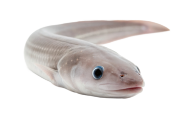 Unique freshwater eel showing distinctive features and coloration during underwater exploration