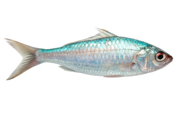 Freshwater fish with vibrant colors swimming in aquatic habitat for natural food photography and culinary design