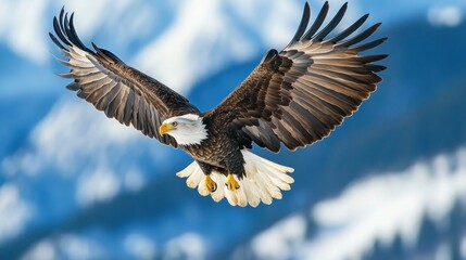 Obraz premium Eagle Soaring High in the Mountains with Wings Spread Wide