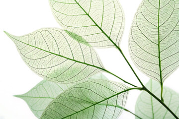 Obraz premium Delicate skeletal leaves dance in a gentle light, showcasing nature's intricate beauty with a soft, ethereal glow.