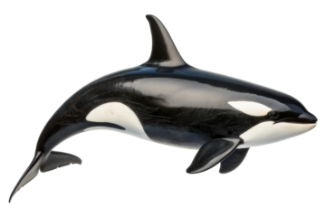 Cetacean model of orca showcasing marine life design for educational purpose and decor