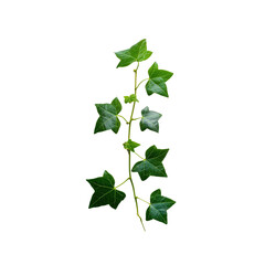 Lush Green Ivy Vine with Five-Lobe Leaves Isolated on 