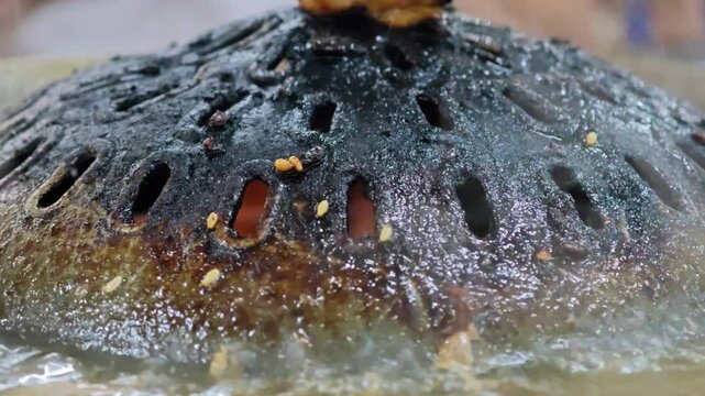 Burned Thai grilled BBQ buffet. Carcinogenic and cancer.