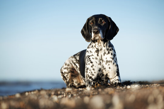 black german shorthaired pointer dog lying on the beach