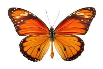 Obraz premium Monarch butterfly with vibrant orange and black wings showcasing natural beauty and delicate patterns for educational purposes