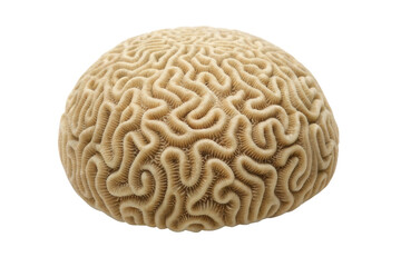 Unique brain coral structure showcasing intricate patterns for educational purposes
