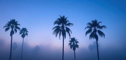 Obraz premium Misty dawn, blue sky, California palm trees, ethereal fog, muted colors, hazy