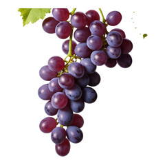 Fototapeta premium Freshly Picked Purple Grapes Hanging from Vine