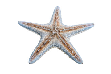 Unique starfish showcasing intricate patterns and textures found on coastal beaches, ideal for nature lovers and marine enthusiasts