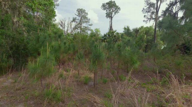Longleaf Pines New Growth