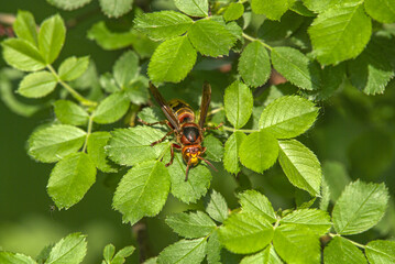  European hornet (Vespa crabro)  rests on vibrant green leaves, showcasing its bold colors and intricate wing patterns. Sunlight highlights the lush foliage surrounding the insect.