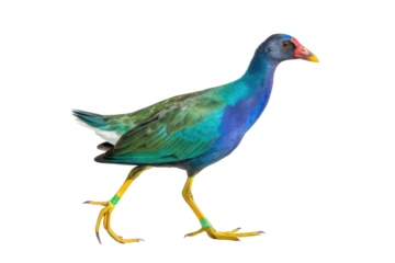 Vibrant bird with striking colors walking confidently on wetland shore