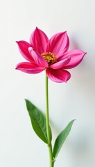 Obraz premium A single bloom against a bright and airy white space, simple, white background