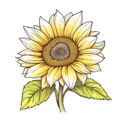 Fototapeta premium A vibrant sunflower with large, yellow petals and a textured center, accompanied by green leaves, showcasing its natural beauty.