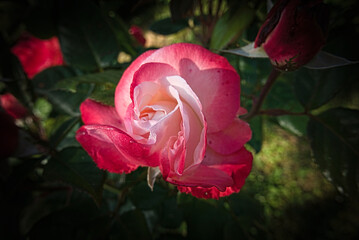 beautiful and vivid flower on dark gradient background