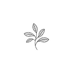 Minimalist Line Art Plant Illustration on White Background