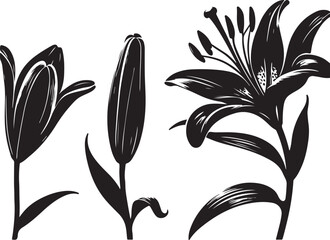 Partially bloomed lily vector
