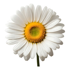 Close-Up of a White Daisy Blossom