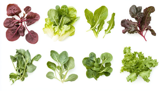 Salad ingredients. Leafy vegetables icons set. Organic and vegetarian illustration with Pak choi, Spinach, Rucola, Radicchio, Indivia belga, Mangold, Sorrel, Romaine, Lettuce and Palla Rossa. Vector 