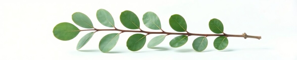 Fototapeta premium Freshly picked stem of eucalyptus on white background, branches, flora