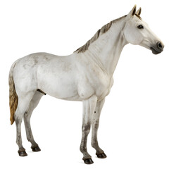 Elegant Grey Horse Image