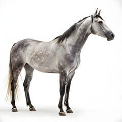 Gray Horse, Equine Photography