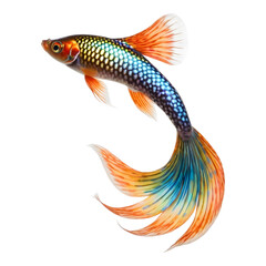 Fototapeta premium Colorful guppy fish with long, flowing tail fins in bright orange and blue hues.