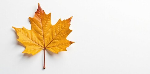 Fototapeta premium Single leaf of maple tree against a plain white surface highlighting its shape and veins, tree, simple