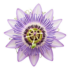 Purple Passion Flower with Intricate Petal Design